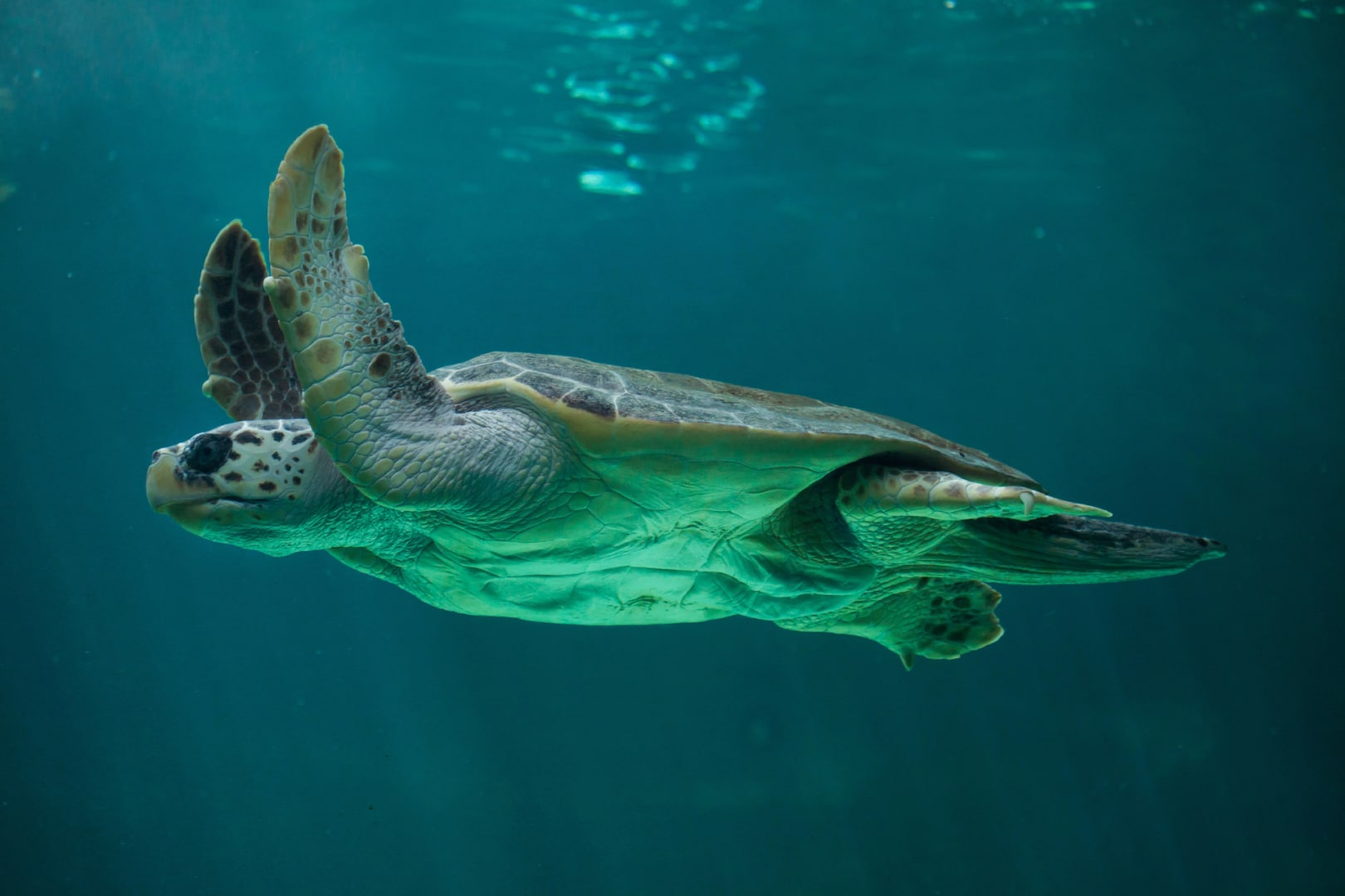 bigstock-Loggerhead-sea-turtle-Caretta-173604581 (1)